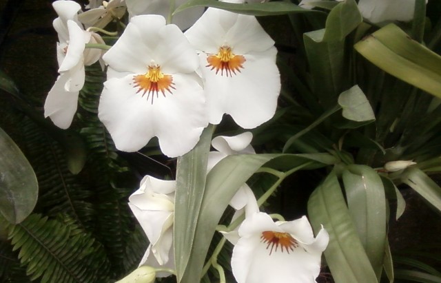 white orchid, longwood gardens 2013 by litebeing chronicles