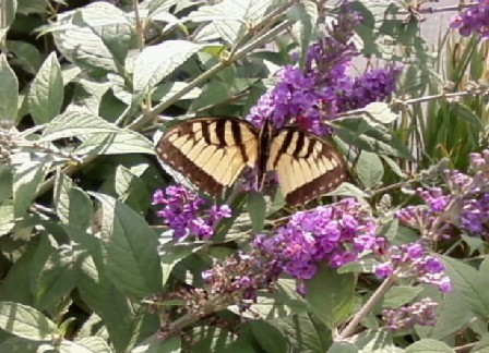 maleeasterntigerswallowtail